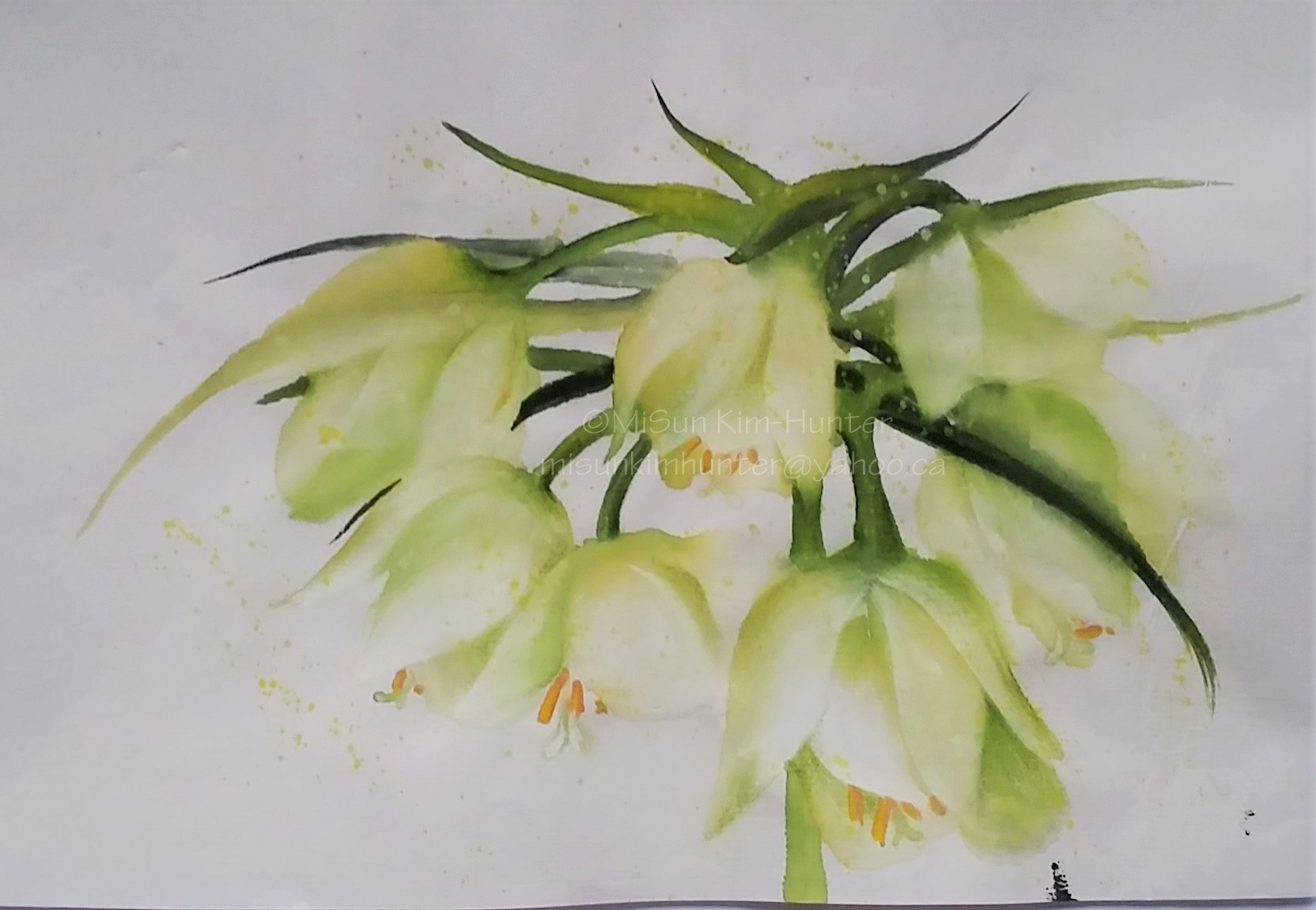 Fritillaria sample